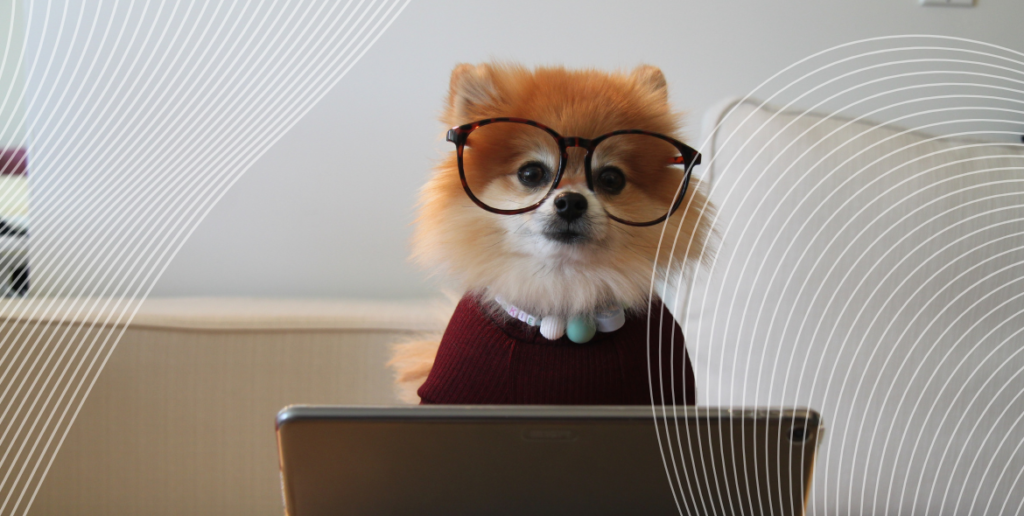 Dog wearing glasses on laptop